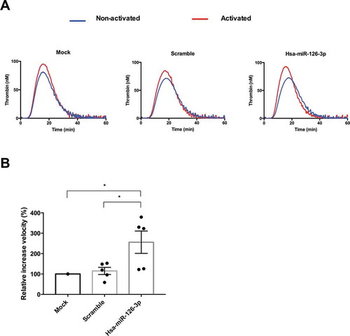 Figure 4. Impact of hsa-miR-126-3p on thrombin generation in human plasma. A. representative thrombin generation profile before (blue) and after (red) cell activation. B. Quantification of the velocity parameter. Data are expressed relative to mock condition (n = 5 independent experiments, p = .016 compared to mock and p = .028 compared to scramble using ANOVA followed post-hoc Tukey test).