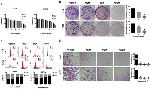 Figure 1. Celecoxib inhibits cell proliferation, migration and induces G0/G1 arrest in human OS cells. (a) Celecoxib inhibited 143B and U2OS cell proliferation as determined by CCK-8 assay. OS cells were treated with different concentrations of celecoxib for 24h, 48h and 72h, respectively. (b) The effect of celecoxib on the colony formation of OS cell lines. (c) G0/G1-phase arrest was discovered after celecoxib 48h treatment. 143B and U2OS cells were treated with control or celecoxib (40, 80, and 120 µM). (d) The migration assay indicated that celecoxib clearly inhibited the migration of OS cells. *p < 0.05, significantly different compared with control.