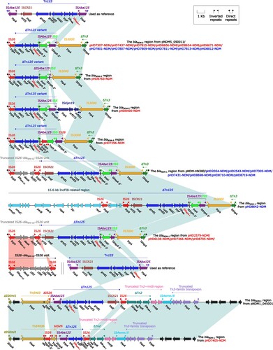 Figure 5. Organization of the blaNDM regions from blaNDM-harbouring plasmids. Genes are denoted by arrows. Genes, mobile genetic elements and other features are coloured based on their functional classification. Shading denotes regions of homology (light blue: ≥ 99% nucleotide identity). The accession number of Tn125 used as reference is JN872328 [Citation20].