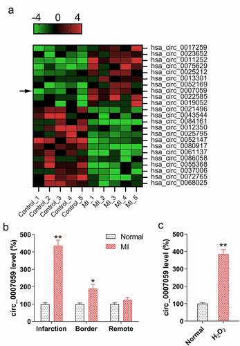 Figure 1. Circ_0007059 expression is upregulated in H2O2-treated cardiomyocytes and MI mice models. (a) Microarray analysis showing genes that are differentially expressed between cardiac tissue from MI mice (n = 5) and normal mice (n = 5). (b) qPCR analysis of circ_0007059 expression in different regions of infarcted hearts of MI mouse models as compared to that in control animals. (c) qPCR analysis for examining circ_0007059 expression in isolated cardiomyocytes treated with 100 μM H2O2. *P < 0.05 and **P < 0.01 versus the control group (CG).