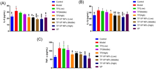Figure 5. Effect of TP-VP NPs on the inflammation factors. * Represent p < .05; ** represent p < .005; *** represent p < .001; **** represent p < .0001 vs control group; # represent p < .05; ## represent p < .005; ### represent p < .001; #### represent p < .0001 vs model group; ● represent p < .05; ●● represent p < .005 vs TP group.