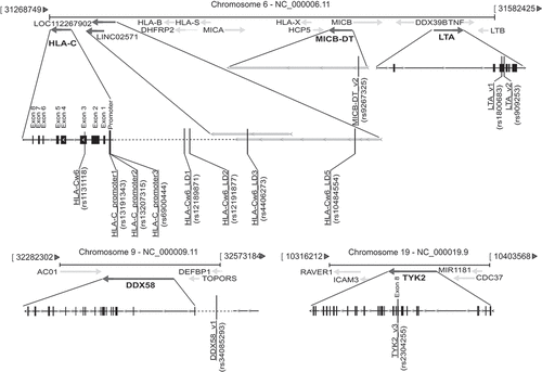 Figure 5. Scheme of SNPs associated with response to secukinumab and relative positions on chromosomes 6, 9 and 19. A schematic representation of all the identified SNPs associating with optimal response to secukinumab, and their relative positions (vertical lines) within gene and adjacent regions of chromosomes 6, 9 and 19 are shown. While HLA-C-related SNPs, together with those present in MIC-DT (rs9267325) and LTA (rs1800683 and rs909253), map within PSORS1 locus of chromosome 6, DDX58_v1 (rs34085293) and TYK2_v3 (rs2304255) SNPs localize in chromosome 9 and 19, respectively. Black boxes with continuous lines schematically represent exons and introns of genes, whereas dashed lines the intergenic regions. Gray bars indicate characterized or predicted lncRNAs, and arrows show the direction of transcription