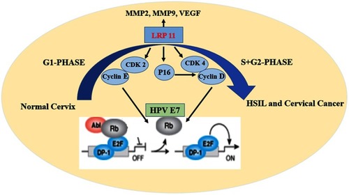 Figure 9 Schematic model of the effect of LRP11 on cervical cancer cells.
