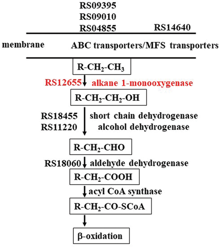 Figure 4. Proposed alkane degradation pathway in Acinetobacter calcoaceticus Aca13 based on whole-genome and transcriptome data. Pathways of alkane degradation from the literature were also considered. Numbers indicate the hexadecane-inducible gene IDs in the Aca13 genome. Red indicates key enzymes involved in alkane degradation [Citation21].