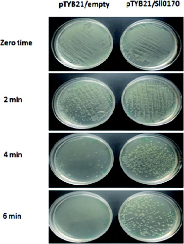 Figure 4. Effect of high-temperature stress (52 °C for 2, 4 and 6 min) on the growth of E. coli wild-type (pTYB21/empty) and recombinant (pTYB21/Sll0170) cells.