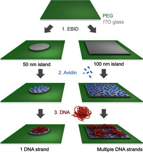 Figure 9 Scheme illustrating the generation of nanoarrays of individual DNA strands using 50 nm islands (left) and arrays with multiple DNA strands per 100×100 nm islands (right).Note: Reproduced from Hager R, Halilovic A, Burns JR, Schaffler F, Howorka S. Arrays of individual DNA molecules on nanopatterned substrates. Sci Rep. 2017;7:42075 (https://creativecommons.org/licenses/by/4.0/).Citation46