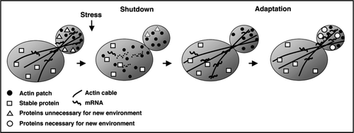 Figure 1 Transient shutdown in response to environmental stresses. The intracellular reaction in budding yeast upon exposure to stress, such as high osmolarity or glucose deprivation, is separated into three steps: the normal situation before exposure to stress, the shutdown phase just after exposure to stress, and the adaptation phase in the continued presence of the stress.