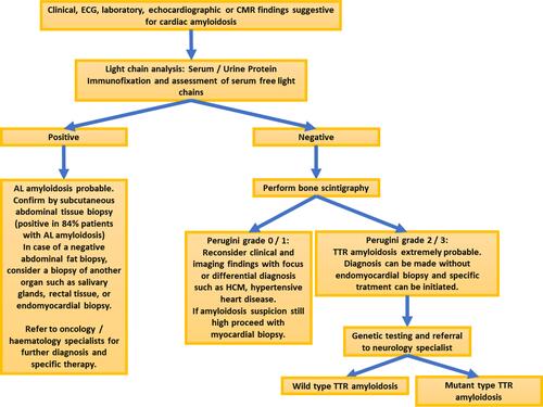 Figure 1 With clinical suspicion and echocardiographic indices of cardiac amyloidosis, laboratory markers and CMR are usually the next diagnostic steps. In addition, patients need to undergo screening for elevated free light chains and monoclonal gammopathy. If monoclonal gammopathy and/or elevated free light chains with abnormal kappa/lambda ratio are detected, subcutaneous abdominal tissue biopsy can provide a high diagnostic sensitivity for AL amyloidosis. In case of a negative biopsy of abdominal fat, a biopsy of another organ (salivary glands, rectal tissue, or endomyocardial biopsy) can be useful to confirm the diagnosis, increasing the sensitivity. If monoclonal gammopathy is not detected and free light chains are not elevated, AL amyloidosis can be excluded and bone scintigraphy with strong tracer uptake can confirm the diagnosis of ATTR amyloidosis. In case of equivocal findings however, endomyocardial biopsy may be however necessary.