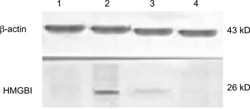 Figure 2 Western blotting analysis of high-mobility group box 1 protein expression in peripheral blood mononuclear cells.Notes: Western blotting was performed to detect protein level of high-mobility group box 1. Total protein was extracted from peripheral blood mononuclear cells. Lane 1 represents the control, lane 2 represents preoperation, lane 3 represents postoperation 12 hours, and lane 4 represents postoperation 24 hours.Abbreviation: HMGB1, high-mobility group box 1.