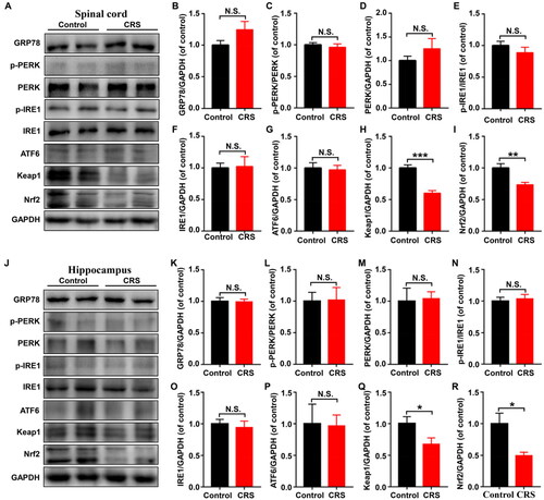 Figure 6. Levels of UPR and Keap1/Nrf2 pathway in spinal cord and hippocampus between control and CRS mice. (A) Representative immunoblot bands of GRP78, p-PERK, PERK, p-IRE1, IRE1, ATF6, Keap1, and Nrf2 expression in the spinal cord in control and CRS groups. (B-I) Western blot analysis of GRP78 (t = 1.616, P = 0.1372), p-PERK/PERK ratio (t = 0.595, P = 0.5651), PERK (t = 1.093, P = 0.3002), p-IRE1/IRE1 ratio (t = 1.014, P = 0.3343), IRE1 (t = 0.129, P = 0.8999), ATF6 (t = 0.2401, P = 0.8151), Keap1 (t = 6.201, P < 0.001), and Nrf2 (t = 3.446, P < 0.01) in the spinal cord. (J) Representative immunoblot bands of GRP78, p-PERK, PERK, p-IRE1, IRE1, ATF6, Keap1 and Nrf2 expression in the hippocampus in control and CRS groups. (K-S) Western blot analysis of GRP78 (t = 0.09809, P = 0.9238), p-PERK/PERK ratio (t = 0.0761, P = 0.9408), PERK (t = 0.1743, P = 0.8651), p-IRE1/IRE1 ratio (t = 0.3999, P = 0.6976), IRE1 (t = 0.4633, P = 0.6531), ATF6 (t = 0.08465, P = 0.9342), Keap1 (t = 2.252, P < 0.05), Nrf2 (t = 2856, P < 0.05) in the hippocampus. Data are shown as mean ± SEM (n = 6). *P < 0.05, **P < 0.01, ***P < 0.001.