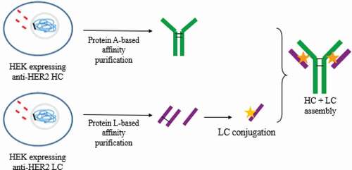 Figure 1. Strategy to obtain DAR 2 homogeneous ADCs. anti-HER2 chains were independently produced in recombinant HEK293 cultures. Then, each chain was purified by affinity chromatography and light chain (LC) was conjugated to vcMMAE. Finally, the complete mAb was assembled