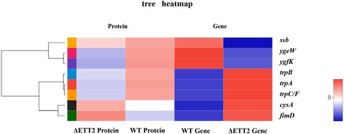 Figure 3. Cross-linked heatmap of genes and proteins in differentially expressed genes (DEGS) and differentially expressed proteins (DEPS). Red represents up-regulation, blue represents down-regulation, and the darker the colour, the more up- or down-regulation. ssb, ygeW, ygeK have the same down-regulation in genes and proteins. cysA and fimD have the same up-regulation in genes and proteins. trpB, trpA and trpC/F are all up-regulated in genes and down-regulated in proteins.