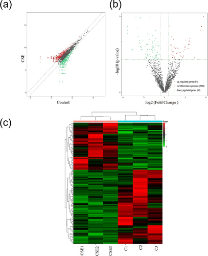 Figure 2 The differentially expressed circRNAs of the BEAS-2B cells in the CSE group and control group. (a) Scatter plot of differentially expressed circRNAs; (b) Volcano plot of differentially expressed circRNA; (c) Heat map of differentially expressed circRNAs. The color legend of the small squares of the heat map illustrated the corresponding relationship between color and expression, with red indicating high expression and green indicating low expression.