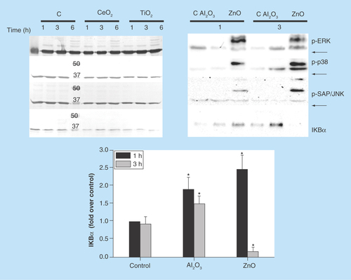 Figure 2.  Activation of the MAPK (p-ERK1/2, p38 and p-SAPK/JNK) and the NFκB pathways induced by CeO2, TiO2, Al2O3 and ZnO Nps in the NCI-H460 lung cell line.The activation of the MAPK and NFκB pathways was studied by western blot. The expression of phosphorylated (p) proteins (p-ERK1/2, p-38 and p-SAP/JNK) is indicated at different time points (1, 3 and 6 h). All Nps were tested at 100 μg/ml, except for ZnO (50 μg/ml). The numbers in the figure correspond to the molecular weight of the protein marker and GAPDH was used as a loading control (bands indicated with arrows). The activation of the NFκB pathway was analyzed as the degradation of the IκBα inhibitor by western blot and normalized to the controls (C, untreated sample) at different times (1, 3 h).*Statistically significant differences (p < 0.05) in the protein level compared with the control.