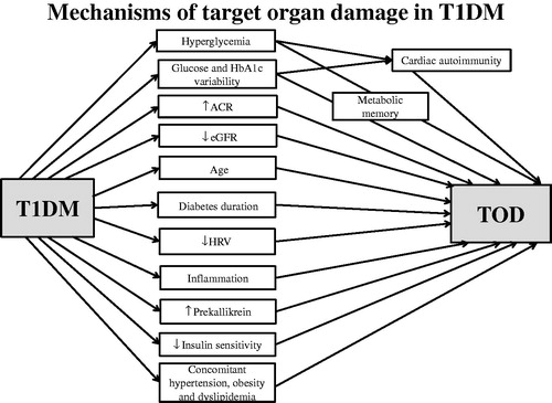 Figure 4. Mechanisms of target organ damage in type 1 diabetes.