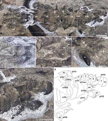 Figure 3. Entothyreos synnaustrus gen. et sp. nov., morphoanatomy. Holotype ROMIP 53234. A, Full specimen preserving body outline and head, showing lobopods of the 11th somite (arrow), and margins of sclerotic trunk sheets (arrowheads). Insets as indicated. B, Close-up of anterior-most area. C, Close-up of head, showing antennal organs and pair of head spines. D, Close-up of twisted left posterior lobopod of somite 10 showing smaller and longer spines (arrows) on the annuli margins (arrowheads). E, Close-up of posterior-most lobopods. F, Interpretative drawing of E, numbers correspond to sclerotic annuli. One of the proximal sclerites (sa) of the left lobopod is displaced, showing marginal spines. Abbreviations: ao, antennal organ; cn, somite n; h, head; hs, head spine; -l, left; -m, median; pc, paired claw; pl, posterior lobopod; -r, right; sn, spine n; sc, single claw; si, spinule. Scale bars: A, 5 mm; E, 2.5 mm; B, D, 2 mm; C, 1 mm.