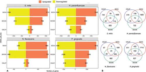 Figure 1. The number of differentially expressed genes by bacterium and cell line. Microarray data obtained from co-cultures of OSCC cell lines with each of the test bacterial species were analyzed with Transcriptome Analysis Console to identify differentially expressed genes (DEGs) defined as those with 1.5-fold change in either direction and false discovery rates (FDR) ≤0.1. A) The number of upregulated and downregulated DEGs in each co-culture. B) A Venn diagram showing the number of exclusive and shared DEGs between the three cell lines for each bacterial treatment.