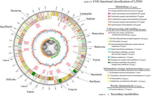 Figure 2. Genome map of B. velezensis LZN01. Rings from outer to inner: genome size, forward-strand genes, reverse-strand genes, nomenclature and locations of predicted secondary metabolite gene clusters excluding microcins, GC content and GC skew. Visualisation of genome map of B. velezensis LZN01 via Circos v.0.64 [Citation22].