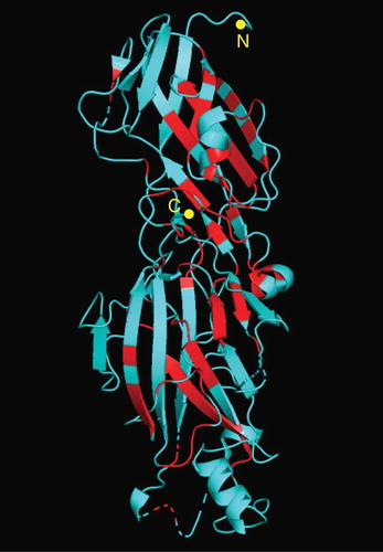 Figure 3. Conserved amino acid positions in the crystal structure of FimA. The three-dimensional structure of FimA of P. gingivalis W83 is shown. The conserved amino acid positions where only a single amino acid exists among genotypes are indicated by red. The N- and C-terminals are indicated.