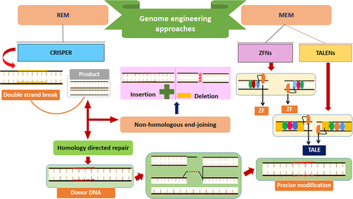 Figure 5. Overview of genome engineering strategies for microbial biofuel production, MEM = modified en-donuclease-mediated engineering, REM = RNA-guided endonuclease-mediate, TALENs = transcription activator-like effector nucleases, ZFNs = zinc-finger nucleases, ZF = zinc-finger, TALE = transcription activator-like effector.