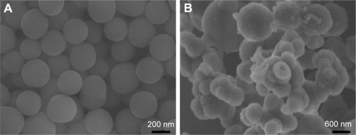 Figure 1 SEM images of the samples.Notes: (A) Native SiO2 NPs. (B) SiO2–gentamicin nanohybrids.Abbreviations: SEM, scanning electron microscope; SiO2, silica; NPs, nanoparticles.
