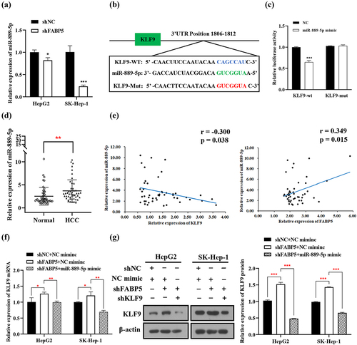 Figure 7. miR-889-5p suppressed KLF9 expression by directly targeted KLF9. a, the expression of miR-889-5p was significantly decreased by FABP5 knockdown in HCC cells. b, bioinformatics analysis predicted that the 3ʹUTR sequence of KLF9 is complementary to the seed sequence of miR-889-5p.The core binding sequences of KLF9 were mutated (in red text). c, dual-luciferase reporter assay was performed to verify that miR-889-5p directly bound to the 3’-UTR sequences of KLF9 in the cells co-transfected with miR-889 mimics or NC with pGL3-KLF9-WT or pGL3-KLF9-Mut. d, relative expression of miR-889-5p in 48 HCC tissues compared with adjacent normal tissues was detected by RT-qPCR. E, miR-889-5p expression was negatively correlated with KLF9 expression and positively correlated with FABP5 expression in HCC tissues. f-g, increased expression of miR-889-5p attenuated KLF9 mRNA and protein expression of in HCC cells with shFABP5 treatment. *p < .05, **p < .01, and ***p < .001 as compared with the vehicle control.