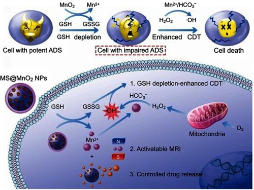 Figure 10 Schematic illustrations of the mechanism and application of mesoporous silicon (MS)@MnO2 NPs for MRI-monitored chemo-chemodynamic combination therapy. Reproduced with permission from Lin L, Song J, Song L, et al. Simultaneous fenton-like ion delivery and glutathione depletion by MnO-based nanoagent to enhance chemodynamic therapy. Angew Chem Int Ed Engl. 2018;57(18):4902–4906.Citation21 Copyright © 2018, John Wiley and Sons.