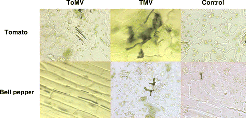 Figure 5.  Localization of hydrogen peroxide in tissues of tomato and bell pepper leaves on inoculation with TMV and ToMV at 24 hpi.