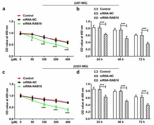 Figure 4. (a) The analysis of cell viability through CCk8 assay when U87-MG cells was subjected to the treatment of 0, 50, 100, 200 or 400 µM TMZ for 24 h. (b) U87-MG cells silenced for Rab18 were treated with TMZ for 24 h or 48 h. (c) The analysis of cell viability through CCk8 assay when U251-MG cells was subjected to the treatment of 0, 50, 100, 200 or 400 µM TMZ for 24 h. (b) U251-MG cells silenced for Rab18 were treated with TMZ for 24 h or 48 h. ***p < 0.001