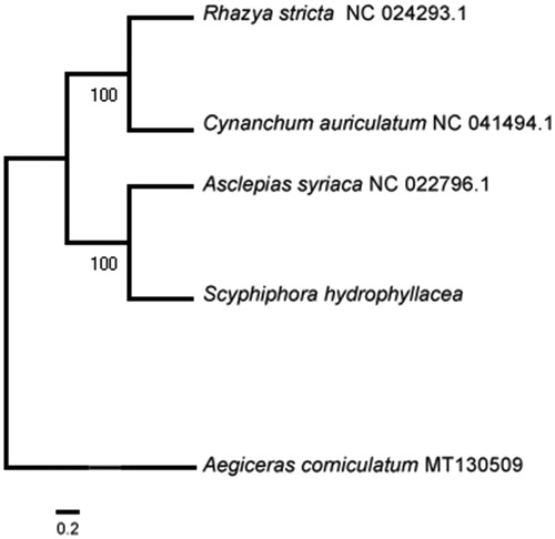 Figure 1. Maximum likelihood tree based on the sequences of five complete mitogenomes. Numbers in the nodes were bootstrap values from 1000 replicates. Scale in substitutions per site.