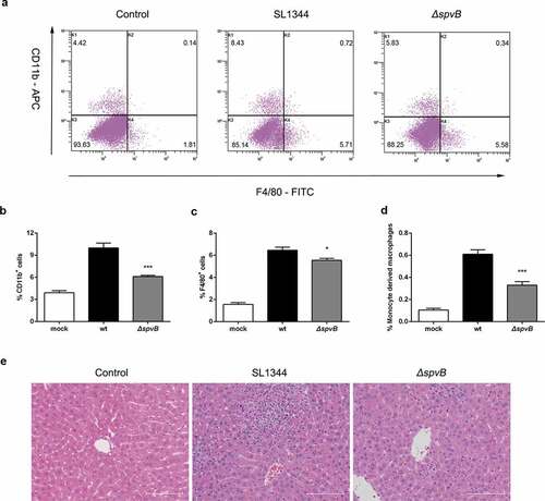 Figure 5. SpvB increases inflammatory cell infiltration following S. typhimurium infection. Streptomycin-pretreated mice were orally infected with 1 × 107 CFUs of either the WT or the ΔspvB mutant S. typhimurium strain and analyzed at 3 days post-infection. a) Flow cytometric dot plots of hepatic non-parenchymal cells (n = 5 mice, respectively). b-d) Percentage of liver-infiltrated cell populations in S. typhimurium-infected mice. e) Histopathological analysis of the liver. Original magnification, ×20; scale bars: 100 μm. One of 3 representative histology experiments is shown. Statistical analysis was performed with IBM SPSS statistics 22. Data were compared with independent Student’s t-test. Values are expressed as the mean ± SEM, and statistically significant differences are indicated. *P< .05; ***P< .001