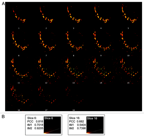 Figure 2. Focal plane bias in use of single images. (A) Stacks of images were collected from HeLaM cells expressing CD8-furin and stained for both CD8 and TGN46, as described under Materials and Methods. Z-stacks (one for each channel) were then deconvolved, the deconvolved stacks opened in ImageJ, merged and a montage created that shows 18 individual images at different depths in the z-plane. (B) Choice of focal plane can affect results of quantification of co-localization. The sixth and the sixteenth slices within the z-stack were arbitrarily selected for co-localization analysis. The two slices were evaluated for PCC, and thresholded Mander’s coefficients (tM1 and tM2) and intensity histograms generated.