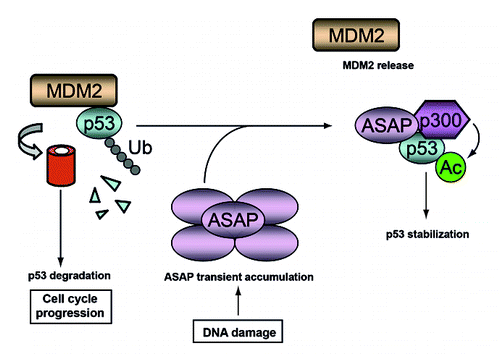 Figure 7. A schematic model describing the postulated ASAP-mediated stabilization of p53 following DNA damage. In growing cells, MDM2 degrades p53 to allow cell cycle progression. Upon DNA damage, ASAP is transiently accumulated and interacts with p53 to promote its stabilization by interfering with MDM2-p53 complex formation and suppressing its MDM2-mediated ubiquitination, thus facilitating its p300-mediated acetylation.