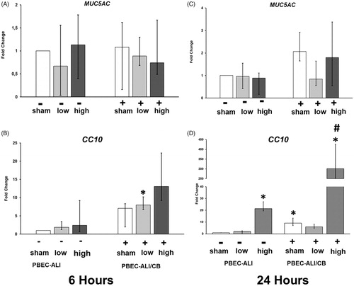 Figure 7. mRNA expression of Mucin 5AC (MUC5AC) and Club cell 10 kD protein (CC10: C and D) in normal (PBEC-ALI: −) and interleukin-13 (IL-13) induced chronic bronchitis-like mucosa models (PBEC-ALI/CB: +) after 6 h and 24 h (incubation following exposure to sham (clean air), and carbon nanoparticles (CNP). Fold change of MUC5AC (A and B), CC10 (C and D) 6 h and 24 h post-exposure to sham (clean air), low (2.5 μg/cm2), medium (9.4 μg/cm2), and high (14 μg/cm2) CNP doses. Data presented as median and 25th–75th percentiles (n = 9) and normalized to sham exposure of PBEC-ALI). *p < 0.05 within-group comparison of effects; effects of CNP exposure at all three concentrations vs corresponding sham (PBEC-ALI or PBEC-ALI/CB), #p < 0.05 between-group comparisons (PBEC-ALI/CB vs PBEC-ALI) between sham or corresponding dose of CNP.