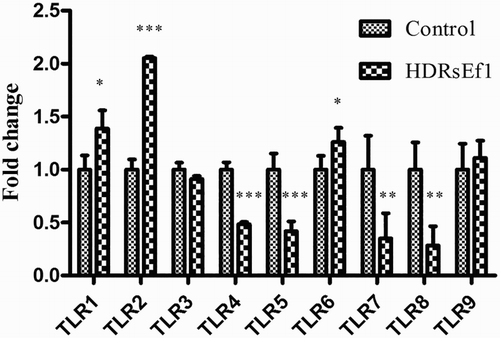 Figure 4. mRNA of TLRs in HT-29 stimulated by HDRsEf1(1 × 108CFU/mL) for 3 h. 80% confluence HT-29 cells were incubated with HDRsEf1 for 3 h, then mRNA of TLRs was determined by qRT-PCR. Results represent means ± standard deviations from three independent experiments. The presence of various asterisks (*, **, and ***) indicates statistical differences with significant levels of p < .05, p < .01, and p < .001, respectively.