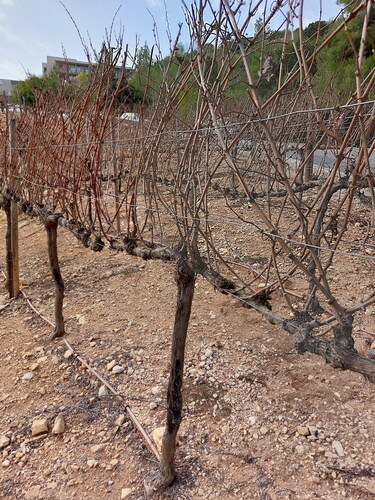 Figure 5. A grapevine plantation during winter in the Judean Mountains near Jerusalem. Due to grapevine wood’s low density, wood-charcoal remains are rarely found in dendroarchaeological assemblages. Grapevine wood is considered a poor-quality fuel and unsuitable for construction or preparation of wooden artifacts (photographed by T. Langgut).