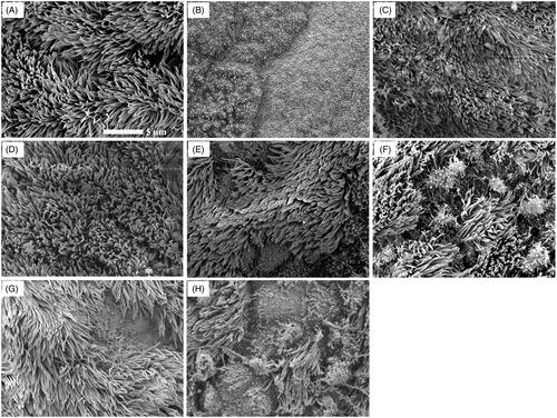 Figure 4. SEM images of rat mucosae treated with (A) saline, (B) 1% sodium deoxycholate, (C) 5% Kolliphor® HS·15, (D) 10% Kolliphor® HS·15, (E) 15% Kolliphor® HS·15, (F) 0.2% citric acid, (G) 0.4% citric acid and (H) 0.6% citric acid.