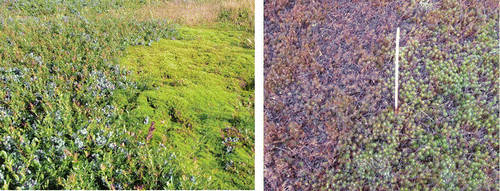 FIGURE 1 Presence of common haircap moss (Polytrichum commune) in wild blueberry fields (left) and suppression obtained with autumn applications of Chateau® (a.i., flumioxazin) (upper right side of the right picture) (color figure available online).