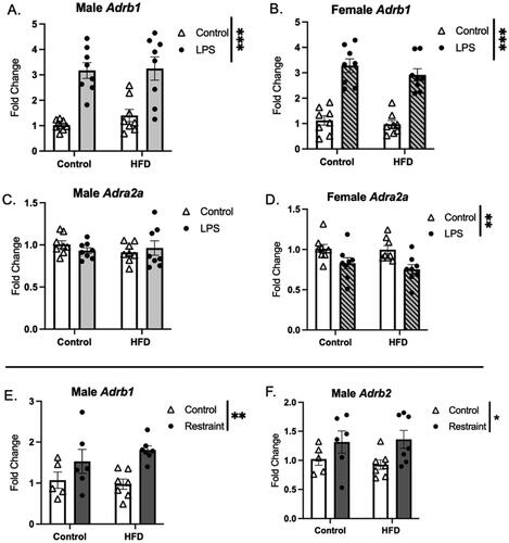 Figure 7. Stressor effects on adrenergic receptor expression. (A,B) Adrb1 expression was increased in response to LPS (A-males and B-females) and restraint (males only-E), and this response was not affected by HFD exposure. (C,D) Adra2a expression was decreased in females exposed to LPS (D), but not males. (F) Adrb2 was increased in males in response to RST (HFD: high fat diet; LPS: lipopolysaccharide; *p < 0.01, **p < 0.01, ***p < 0.001).