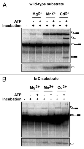 Figure 2. ATP-dependent discrimination of a suboptimal substrate containing a mutation at the branch site prior to 5′ splice site cleavage. (A) An ATP-dependent activity, reflecting the action of Prp16, competes with 5′ splice site cleavage and rejects spliceosomes containing the U6/sU80 (Sp) modification in Mg2+ (ref. Citation29). Spliceosomes were assembled on wild-type ACT1 pre-mRNA in extracts reconstituted with U6 containing the sU80 (Sp) modification, affinity-purified using TAP-tagged Prp19—an integral component of catalytically activated spliceosomes,Citation55 and then incubated under the indicated conditions and assayed for splicing, as described.Citation29 Two different regions of the same gel are shown. (B) ATP-dependent discrimination of a suboptimal substrate containing an A to C mutation of the branch site nucleophile. Spliceosomes were assembled as in A except using an ACT1 pre-mRNA containing the branch site A to C mutation (brC). The efficiency of 5′ splice site cleavage for the brC substrate in Mn2+ was reduced to background levels in the presence of ATP; specifically, ATP reduced 5′ splice site cleavage efficiency, calculated as the ratio of lariat intermediate/(lariat intermediate + pre-mRNA), by a factor 2.00 ± 0.04, with the error representing the standard deviation for two independent experiments. Two different regions of the same gel are shown.