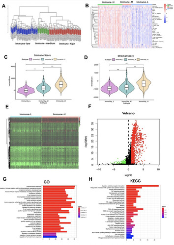 Figure 2 Analysis of immune status of the Cancer Genome Atlas (TCGA) patients. (A) Hierarchical clustering of hepatocellular carcinoma (HCC) yields three subtypes (immune-high group, immune-medium group and immune-low group) in the TCGA database. (B) Different immune status of the three groups. Comparison of (C) immune score and (D) stromal score between immune-high and immune-low groups are shown. (E) Heatmap and (F) volcano plot demonstrating differentially expressed genes between immune-high and -low groups. Red dots represent differentially up-regulated expressed genes, green dots represent differentially down-regulated expressed genes and black dots represent no differentially expressed genes. (G) The Gene Ontology (GO) and (H) Kyoto encyclopedia of genes and genomes (KEGG) analysis of differentially expressed genes between immune-high and -low groups. ***P<0.001.