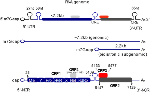 Fig. 1 Schematic illustration of nonenveloped HEV (found in the feces of infected patients) and of the quasi-enveloped form (found in the serum of infected patients and in cell culture supernatant of HEV-replicating cells)