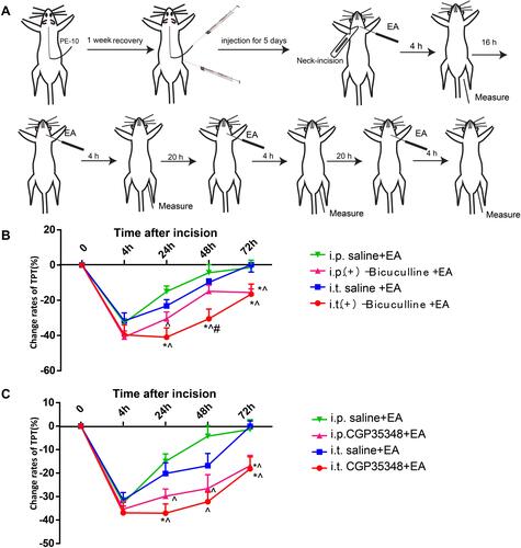 Figure 2 Intraperitoneal and intrathecal injection of GABA-AR and GABA-BR antagonist diminish the analgesic effect of EA LI18. (A) Schematic diagram showing the experimental procedures of i.p. or i.t. injection, EA intervention of LI18 and behavioral measurements. (B) Curves B and C displaying a significant reduction of percentages of TPT beginning from 24th h of post-modeling after both i.p. or i.t. of GABA-AR antagonist (Bicuculine), (B) and GABA-BR antagonist (CGP35348), (C) separately, which was conducted before each EA intervention at different time-point (mean±SD, N=10 per group). i.t.: intrathecal injection; i.p.: intraperitoneal injection; *P<0.05, vs the i.t.-saline+EA group, ^P<0.05, vs the i.p. saline+ EA group, #P<0.05, vs the i.p.(+) -Bicuculline EA group. The df was 3 between groups and 36 within groups. The F-values were 0.698, 7.107, 5.439, 5.47 for i.p. or i.t. of GABAAR antagonist, 1.419, 7.719, 4.934, 4.554 for i.p. or i.t. of GABABR antagonist at 4, 24, 48, 72h after incision, respectively.