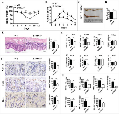 Figure 5. S100A4-deficient mice are resistant to DSS-induced colitis, and macrophage response in colon tissue was decreased. Groups of S100A4−/− and WT control littermates (n = 5 per group) were fed with 3% DSS for 5 days followed by normal drinking water until day 10. (A) The body weight change and (B) clinical score are shown. *P < 0.05; **P < 0.01. (C) Mice were sacrificed on day 10 to measure the colon length. Representative photographs and (D) length of the colon from S100A4−/− and WT mice are shown. (E) Colon sections were stained with H&E. Scale bar, 100 μm. (F) Colon tissues were collected on day 10, and colon sections were immunostained with CD11b, F4/80 and Gr-1. Scale bar, 50 μM. Number of CD11b+, F4/80+ and Gr-1+ cells per HPF (×200) are shown at right. *P < 0.05; **P < 0.01. (G) Groups of WT and S100A4−/− mice (n = 5 per group) were treated as (A), and the colons and MLN were collected on day 10. The percentages of CD11b+, F4/80+, CD11 c+, and Gr-1+ cells in colonic lamina propria cells and MLN cells were analyzed by FACS. *P < 0.05; **P < 0.01. (H) Protein levels of MCP-1, MIP2, TNF-α, IL-17 A, IL-6, INF-γ, IL-22 and GMSF in the colon tissues of WT and S100A4−/− mice were detected using the Procarta Plex TM multiplex immunoassay. *P < 0.05; **P < 0.01.