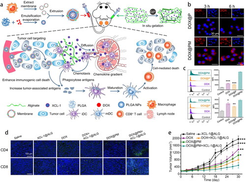 Figure 5. (a) Schematic illustration of DOX@PM, the gelation of XCL-1 loaded sodium alginate in situ and mechanisms of enhanced ICD and activated antigen cross-presentation. (b) In vitro tumor cells targeting. (c) Flow cytometry of CRT-positive and HMGB1-positive 4T1 cells. (d) Immunofluorescence staining of CD4+ and CD8+ T cells (green color) in tumor tissues. (e) Tumor volume at the right side in various formulations (Xiong et al., Citation2021). Copyright 2021 Elsevier.