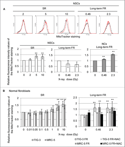 Figure 1. Mitochondria numbers increase in response to acute SR or long-term FR. (A) Fluorescence-activated cell sorting (FACS) results for MitoTracker Green FM staining in unirradiated (dotted lines) and irradiated NSCs and NCs (solid lines). The mean fluorescence intensity values relative to unirradiated control cells are shown. (B) FACS results for MitoTracker Green FM staining in TIG-3 (white bar) and MRC-5 (gray bar) 24 hours after SR at the indicated doses shown on the left panels. The right panel shows the FACS results for MitoTracker Green FM staining in untreated 0FR (white bar), 31FR (gray bar), 0FR treated with NAC (dark gray bar), and 31FR treated with NAC cells (black bar).