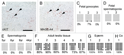 Figure 2 (A and B) Immunohistochemical staining of fetal germ cells for c-KIT (A) and MAGE-A4 (B). Arrowheads indicate cells positive for the respective protein. Stained cells were extracted by laser micro-dissection for DNA isolation and sodium-bisulfite sequencing. Scale bar: 500 µm. (C–G) NRR DNA-methylation pattern of germ cells at developmental stages indicated. Adult spermatogonia (E) were isolated by laser micro-dissection. DNA of adult testis tissues (F) was isolated from whole tissue lysates, while sperm DNA was isolated from ejaculates (G). (H) Positive control (M.SssI treated DNA from TCam-2 cells). Filled circles indicate methylated CpGs, empty circles indicate demethylated CpGs.