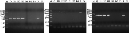 Figure 2. Identification results of different blood cell DNA samples by PCR based on gltA, 16S rRNA and msp4 genes of A. capra. A-C was the result based on gltA, 16S rRNA and msp4 gene, respectively. Erythrocyte DNA samples were A. capra-positive only based on multiplex loci, while leukocytes DNA samples were A. capra-negative.