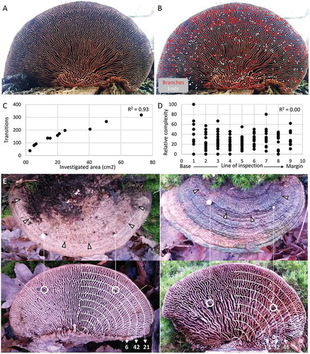 Figure 6. Manual analyses of hymenophore complexity of oak mazegill basidiocarp. A. A large horizontal basidiocarp with considerable overall radial symmetry to the hymenophore configuration and with at least three zones of greater complexity. B. Every branching on the basidiocarp of A is indicated by a red dot, and every free ending by a white dot. C. The number of transitions along the lines of inspection was strongly correlated with area (P < 0.001). D. Relative complexity in all 12 specimens was not related to the axis from base (0) to margin (10). E. A basidiocarp where nails have been inserted through the upper surface of a particularly pronounced border of growth rings, showing the nails to emerge in a zone with a line of inspection with relative great complexity (42%) compared with the proximal and distal lines of inspection, 6% and 21%, respectively. F. A basidiocarp, where the nails emerge in a line of inspection that coincides within the transition from low to great complexity