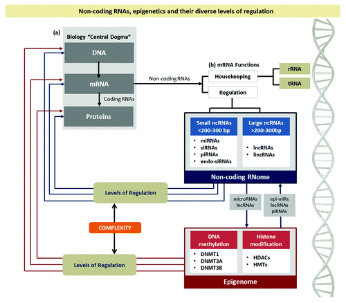 Figure 1. Non-coding RNAs, epigenetics and their diverse levels of regulation. (A) The gray box illustrates the classical Biology “Central Dogma” and the emergence of a new class of RNAs, the ncRNAs, and their main functions (B). The non-coding RNome is shown in the blue box, comprised by short and long ncRNAs and the epigenome is shown as a red box. Their levels of regulation are shown by arrows. The complexity of the interactions between the miRNome and the epigenome can be easily visualized.